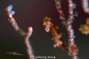 CURIOUS by Tianhong Wang 